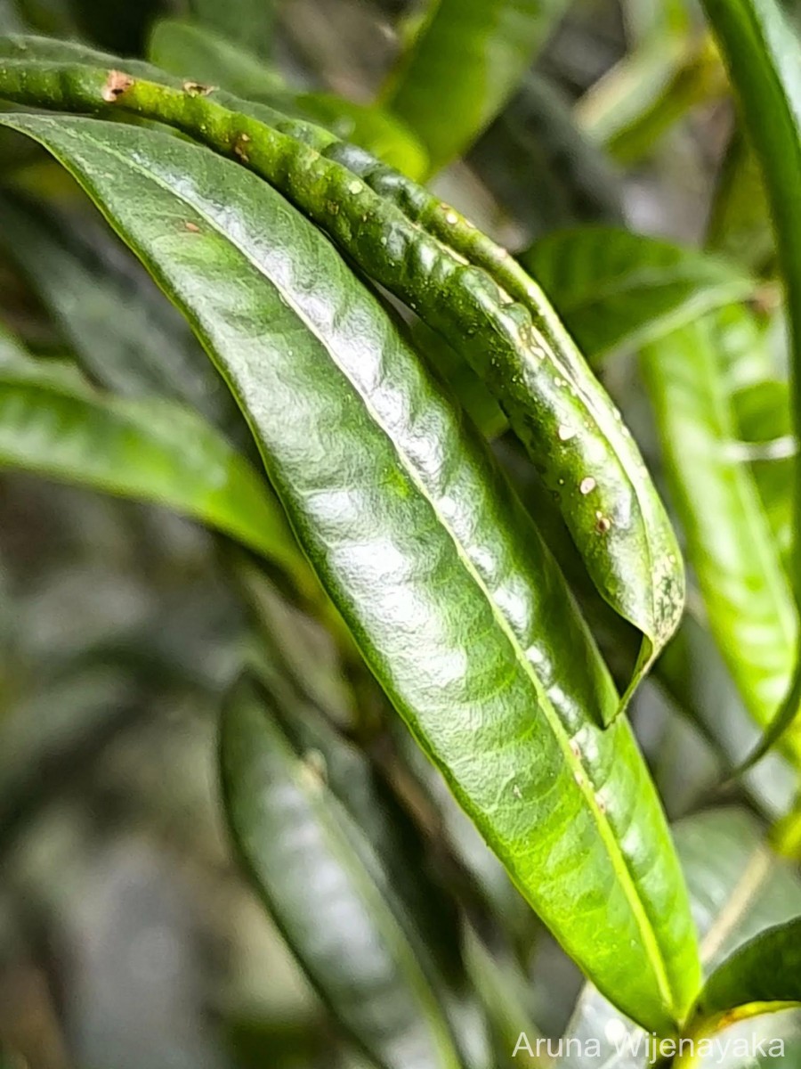 Psychotria plurivenia Thwaites